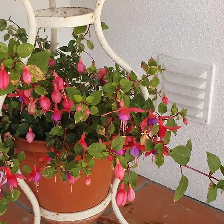 Hébergement de vacances Casa Dos Imos Alvados